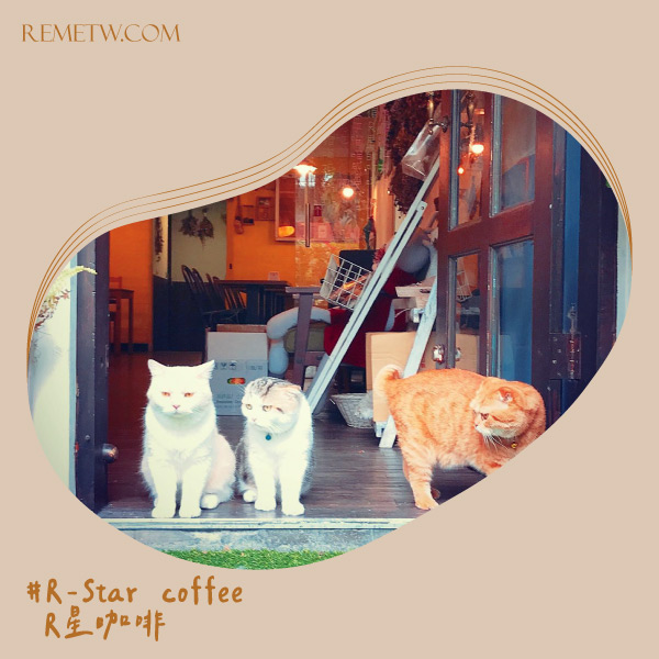 貓咪咖啡廳推薦4：R-Star coffee｜R星咖啡
