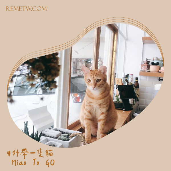 貓咪咖啡廳推薦6：外帶一隻貓 Miao To GO