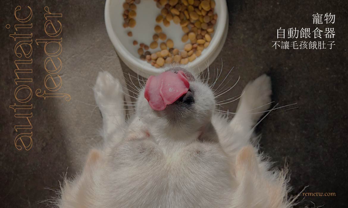 寵物自動餵食器推薦：攝像鏡頭隨時關注貓狗動向，不讓毛孩餓肚子！