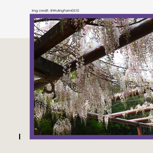2021紫藤花景點打卡二#武陵農場